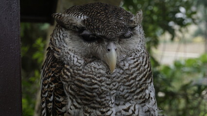 The stern face of an owl seen from the front
 during the day
