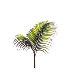Obraz premium Palm Leaf Illustration