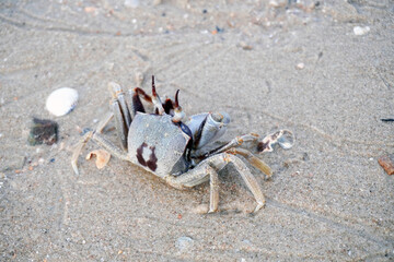 crab on the beach