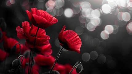 Red Poppies Blooming with Bokeh Background