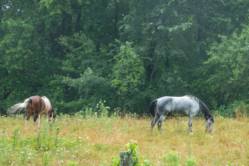 morning drive around blue ridge parkway in north carolina towards asheville from blowing rock