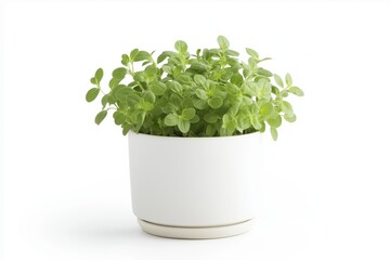 Naklejka premium Oregano plant in a white pot, lush green leaves, ideal for seasoning, minimalist indoor gardening, isolated on white background, selective focus, copy space