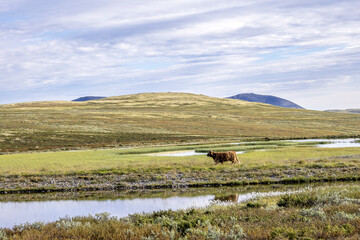 Obraz premium Late summer landscape in the Dovrefjell region, Norway
