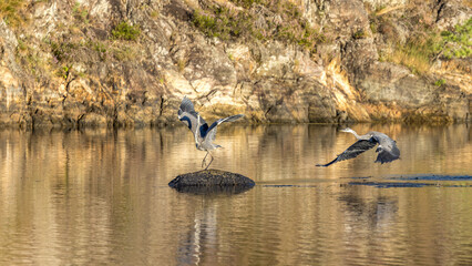 grey herons on a rock in a lake in southern Norway