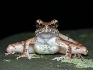Javan torrent frog on the rock also known as Wijayarana masonii Boulenger