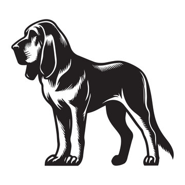 recommend clip art: Bloodhound Dog Standing silhouette - standing dog side view Vector illustration in black and white
                    