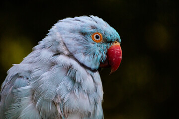 Blue Ringneck Parrot