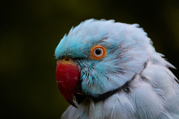 Blue Ringneck Parrot