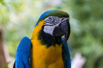 blue and yellow macaw