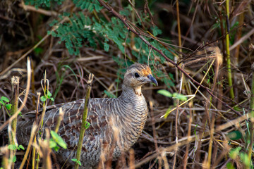 A closeup photo of a Grey Francolin bird taken in a jungle.
