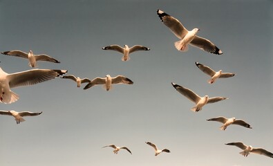 seagulls flying in the sky