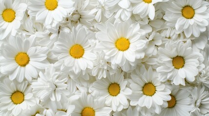 beautiful white daisy flowers