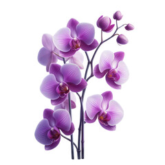  Branch Vibrant Purple Orchids