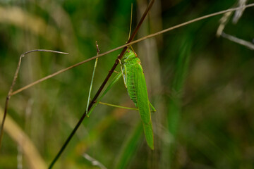 Gemeine Sichelschrecke - Weibchen // Sickle-bearing bush-cricket - female (Phaneroptera falcata)