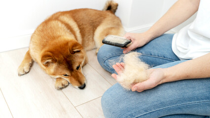 Grooming a dog at home