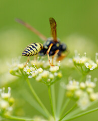 Wasp on a yellow flower. Macro