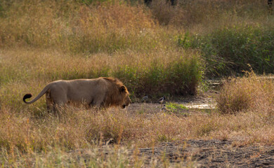 A lion roaming in a jungle.