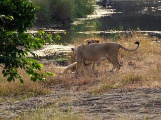 A lion and lioness spotted mating in a jungle.