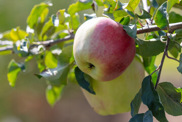 Red ripe apples on a tree in summer