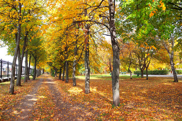 Calm fall season. Beautiful landscape with linden alley in autumn park. Lindens trees with green, yellow and orange leaves and footpath in the town park in sunny day