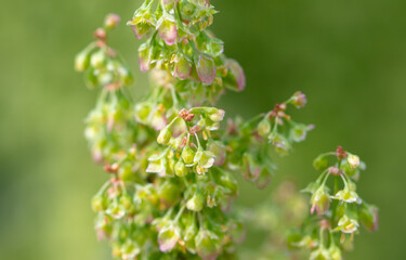 Small white flowers in nature. Close-up