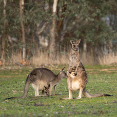 Two female Eastern grey kangaroos (Macropus giganteus) one with a Joey. Looking into the camera. Late afternoon. Victoria. Square Composition.