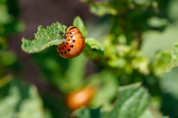 Colorado potato beetle on potato leaves. Close-up