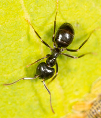 Ants collect aphids on a tree leaf. Macro