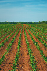 Vertical image of corn maize crop field in diminishing perspective