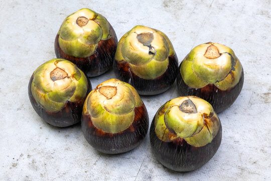Ripe Asian palmyra palm (Borassus flabellifer) fruits from tree. It is also known as tal or tala palm, toddy palm, sugar palm, lontar palm, wine palm, doub palm, and ice apple.