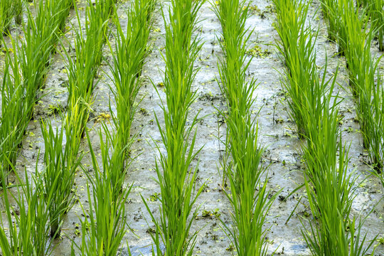 Green young rice seedlings growing in the paddy field.