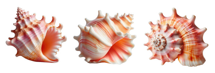 A series of three seashells with intricate patterns isolated on transparent background, png image 