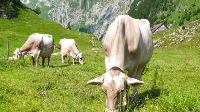 Zoom out shot of cow walking towards camera and cows grazing in the background on the lush green alpine pasture of Bollenwees in the Swiss canton of Appenzell Innerrhoden.