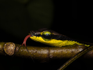 Dendrelaphis formosus snake, commonly known as either the elegant bronzeback snake or tree snake 
