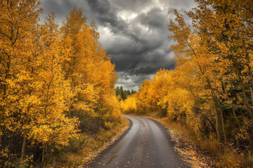 Fototapeta premium A winding road surrounded by vibrant autumn foliage under a dramatic sky, evoking a sense of tranquility and adventure.