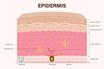 Epidermis layers. Structure of epidermis vector. Cross section of the epidermis. Human skin anatomy. Layers of a human skin. Media for educational and medical use.