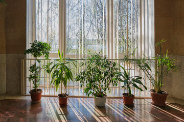 Indoor potted plants standing on floor near large panoramic window in public interior.