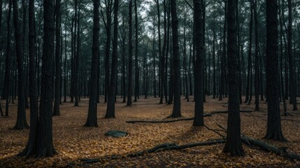 A dim forest with fallen leaves strewn about the murky shadows 