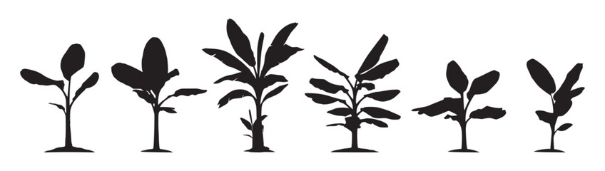 silhouette banana tree