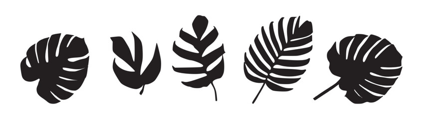 monstera black and white