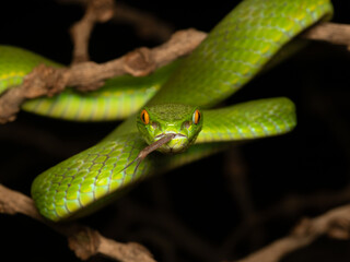 West java - Bogor, 22 august, 2024; the white-lipped pit viper snake hanging on branch waiting...