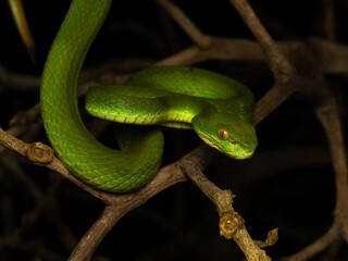 West java - Bogor, 22 august, 2024; the white-lipped pit viper snake hanging on branch waiting...