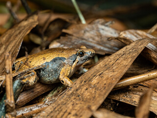 Microhyla ornata, commonly known as the ornate narrow-mouthed frog taken on dead leaf 