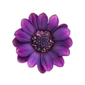 Beautiful cineraria flower isolated on transparent background