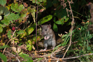 rat