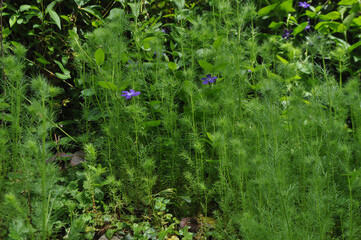 flowers and greenery background