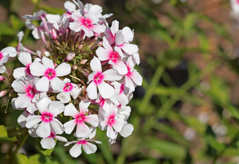 White pink phlox flowers and leaves close-up and background for text. Nature in summer. 