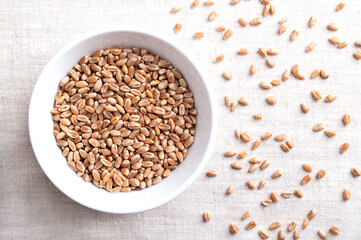 Common wheat kernels, bread wheat in a white bowl on linen fabric. Triticum aestivum, a grass widely cultivated for its seed, a cereal grain and a staple food around the world. Close up from above.