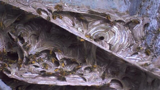 big wasp's nest closeup &mdash; grande nido di vespe in primo piano
