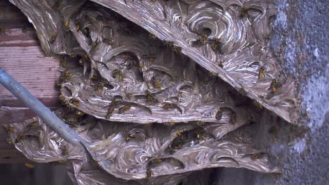 grande nido in legno di vespe operaie